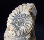 Pleuroceras solare (PHILLIPS 1829) - Bild © FossNet FossilienStore